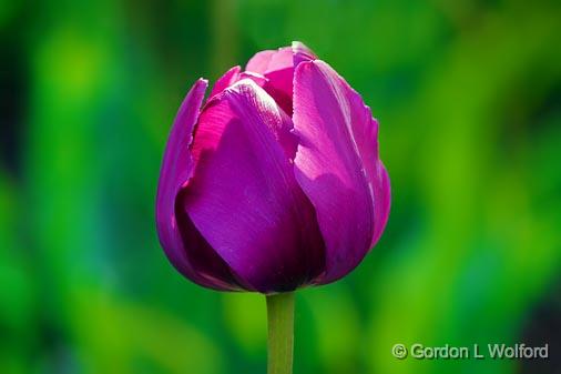 Purple Tulip_48827.jpg - Photographed near Ottawa, Ontario - the Capital of Canada.
